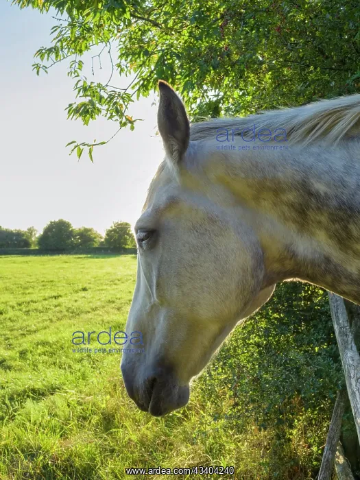 : White Horse looking over fence : White Horse looking over fence