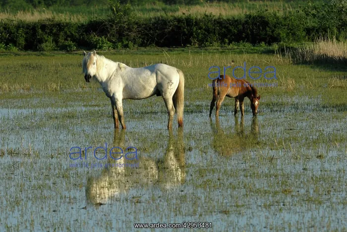 : White Horses of Camargue : White Horses of Camargue