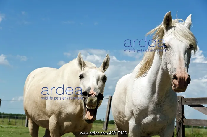  : White Horses laughing