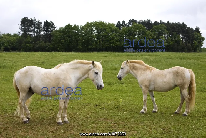 : White Horses resting in a meadow Bourgogne France : White Horses resting in a meadow Bourgogne France