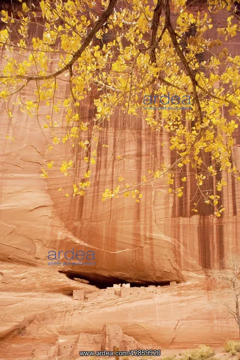 : The White House ruin, in Canyon de Chelly National : The White House ruin, in Canyon de Chelly National