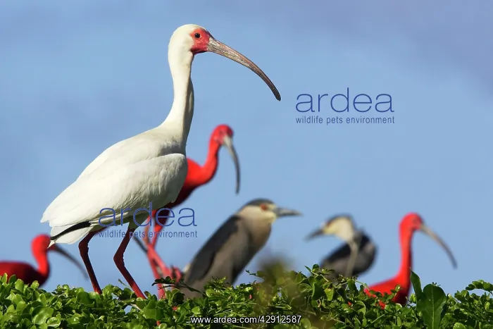 : White Ibis : White Ibis