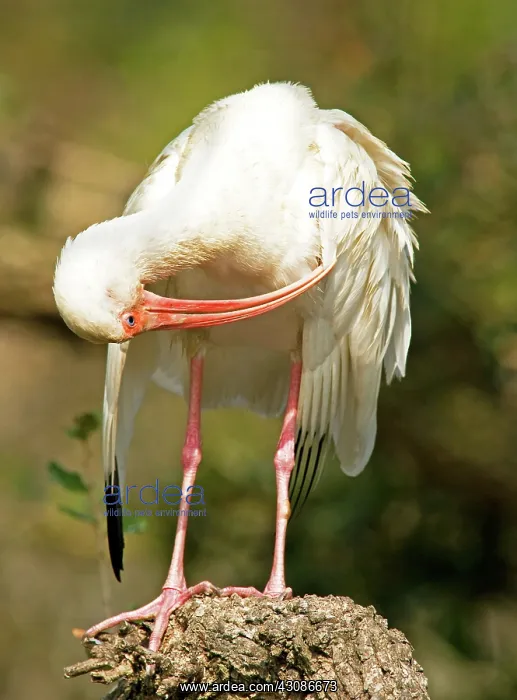 : White Ibis : White Ibis