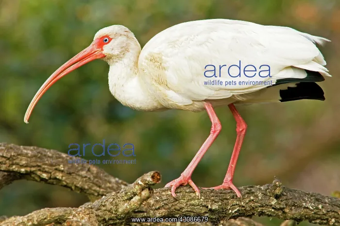 : White Ibis : White Ibis