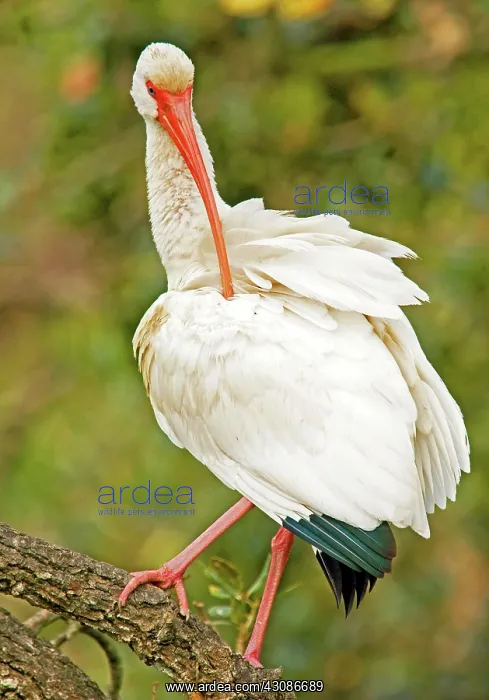 : White Ibis : White Ibis