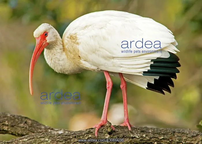 : White Ibis : White Ibis