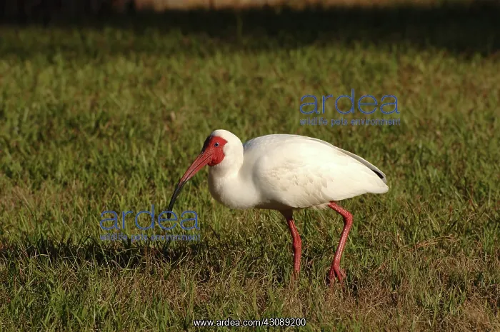  : White Ibis