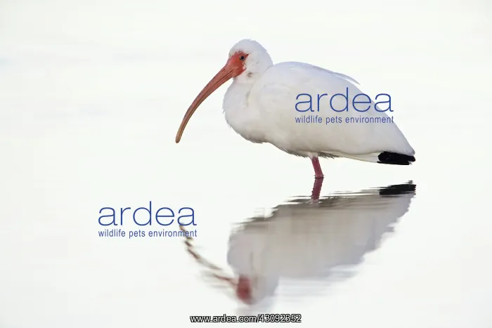 : White Ibis : White Ibis