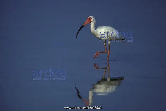 : White Ibis : White Ibis