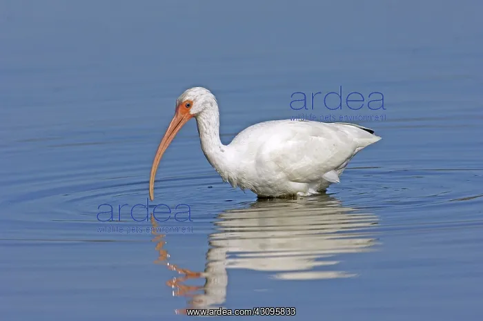 : White Ibis : White Ibis
