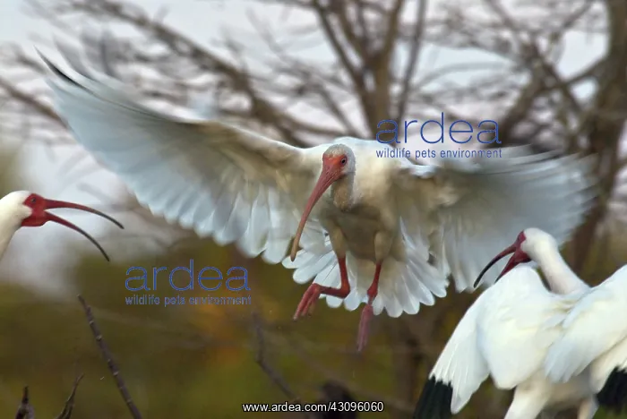 : White Ibis : White Ibis
