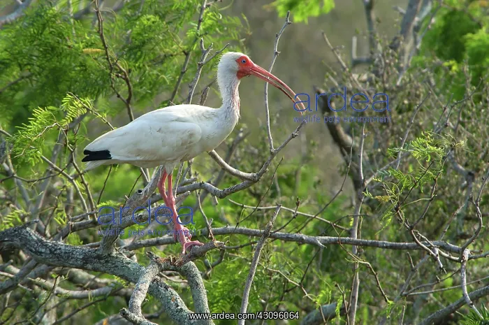: White Ibis : White Ibis