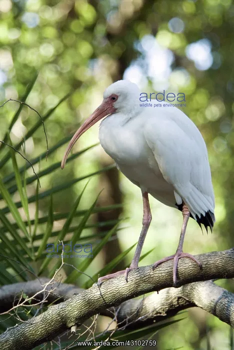 : White Ibis : White Ibis