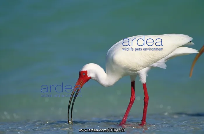 : White ibis : White ibis