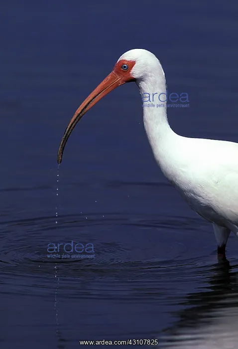 : White Ibis : White Ibis