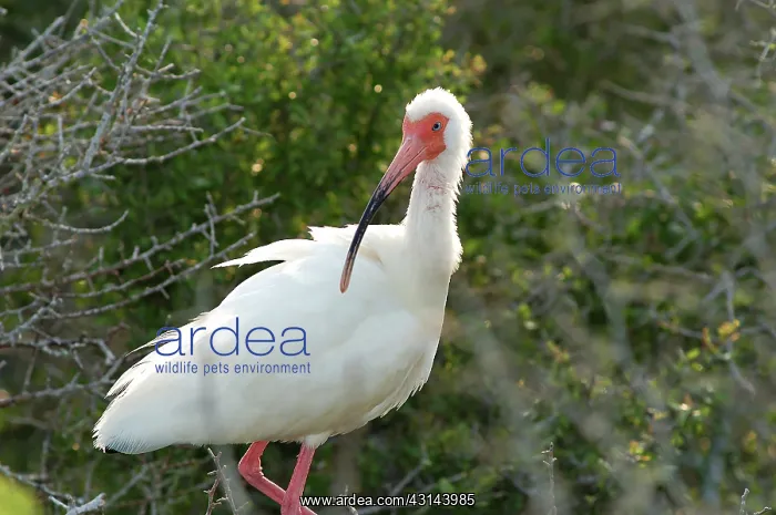 : White Ibis : White Ibis