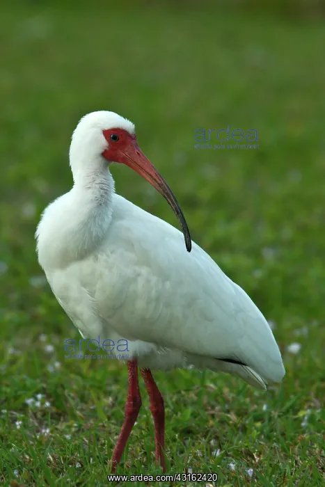 : White Ibis : White Ibis