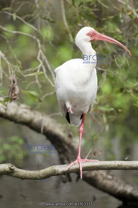  : White Ibis