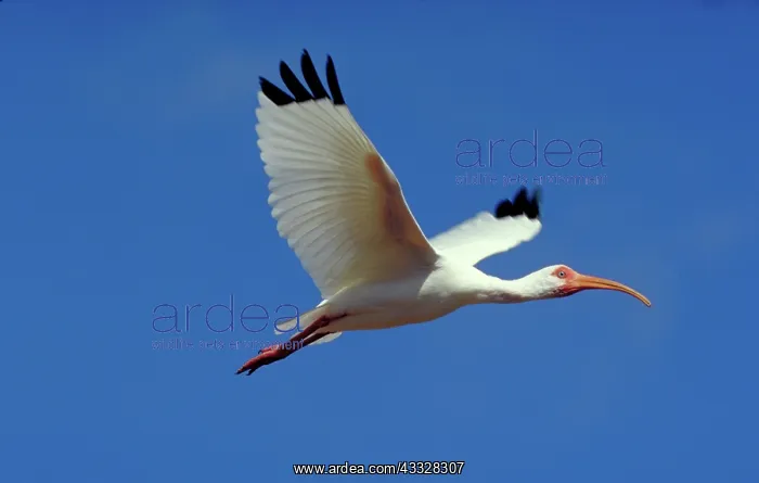 : White ibis : White ibis