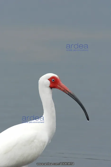 : White Ibis Adult : White Ibis Adult
