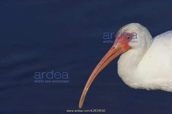 : White Ibis - close-up : White Ibis - close-up