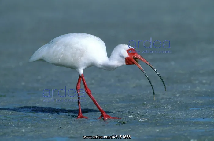 : White Ibis Eating Crab : White Ibis Eating Crab