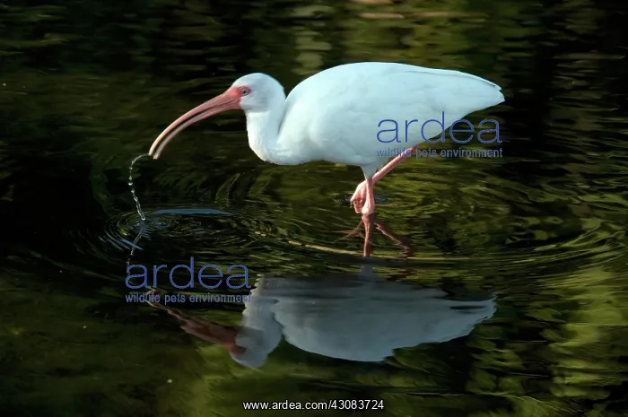 : White Ibis (Eudocimus albus) : White Ibis (Eudocimus albus)