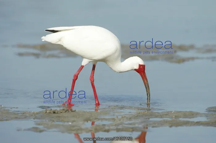 : White Ibis (Eudocimus albus) feeding : White Ibis (Eudocimus albus) feeding