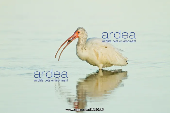 : White Ibis (Eudocimus albus) feeding on : White Ibis (Eudocimus albus) feeding on