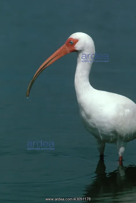 : White Ibis in the Everglades : White Ibis in the Everglades