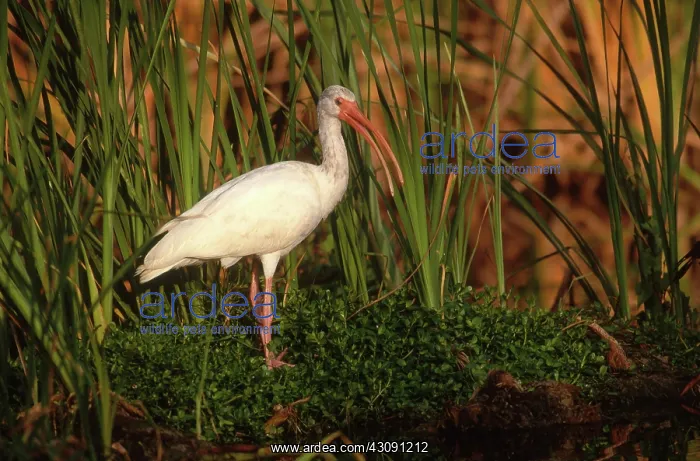 : White Ibis in the Everglades : White Ibis in the Everglades