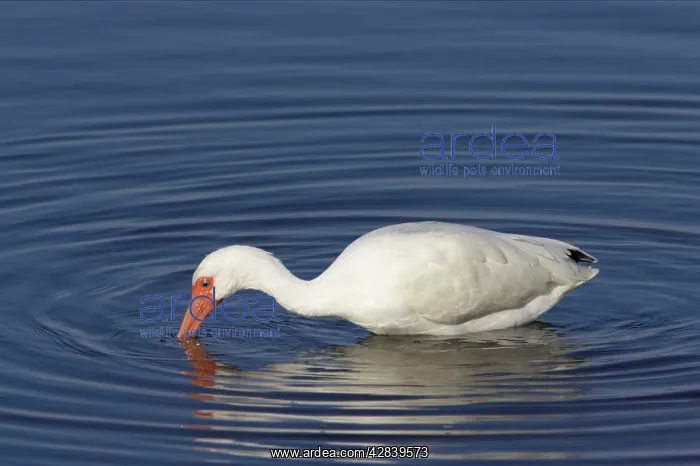 : White Ibis - feeding : White Ibis - feeding