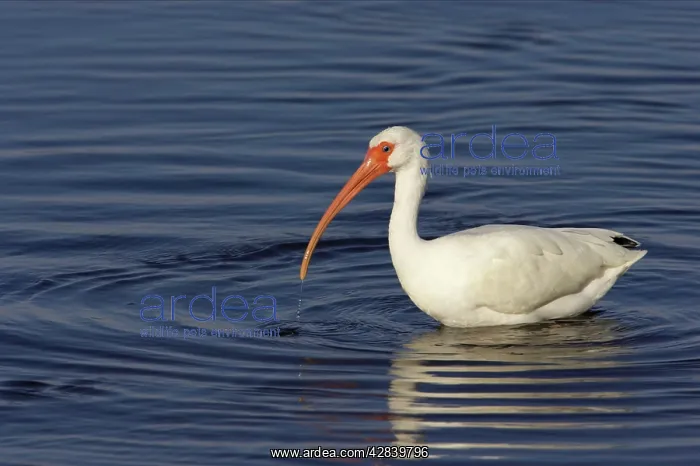 : White Ibis - feeding : White Ibis - feeding