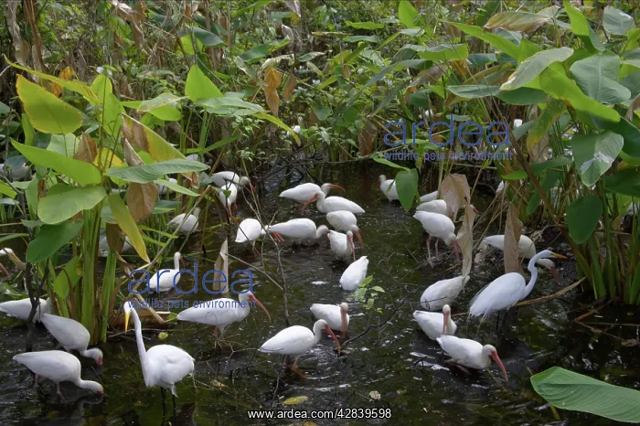 : White Ibis - feeding flock in cypress swamp : White Ibis - feeding flock in cypress swamp