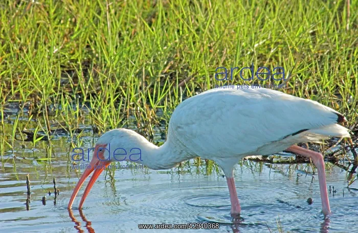 : White Ibis - feeding in marsh : White Ibis - feeding in marsh