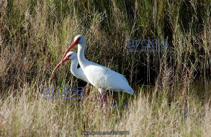 : White Ibis - feeding in marsh : White Ibis - feeding in marsh