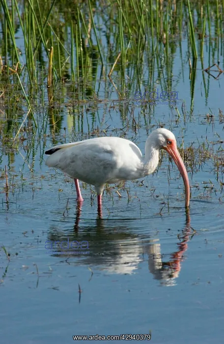 : White Ibis - feeding in marsh : White Ibis - feeding in marsh