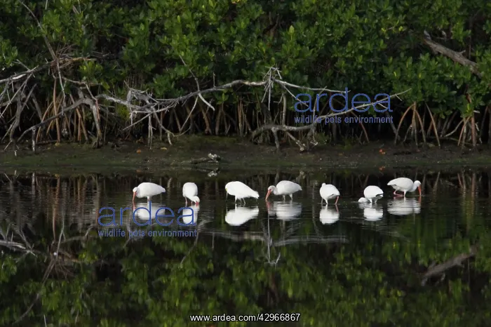 : White Ibis - feeding in shelter of mangroves - Ding Darling : White Ibis - feeding in shelter of mangroves - Ding Darling