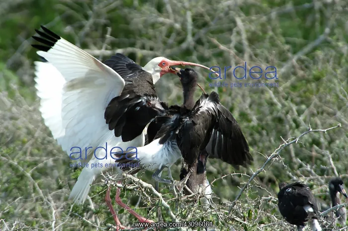 : White Ibis feeding young : White Ibis feeding young