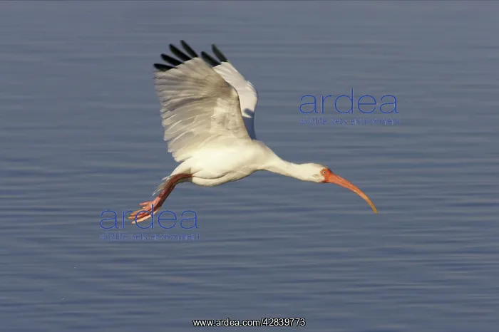 : White Ibis - in flight : White Ibis - in flight