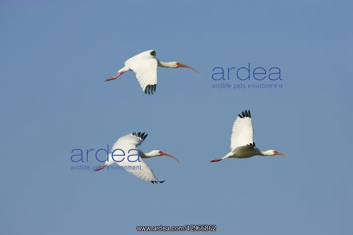 : White Ibis - in flight : White Ibis - in flight