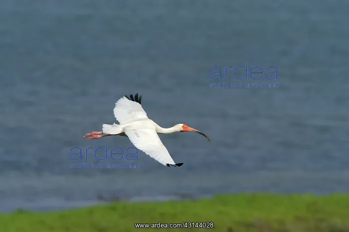 : White Ibis in flight : White Ibis in flight