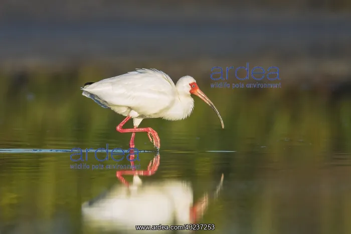  : White Ibis foraging