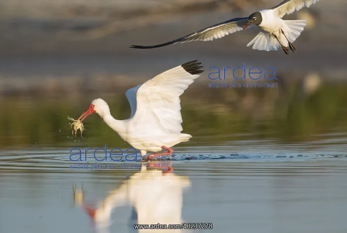  : White Ibis foraging