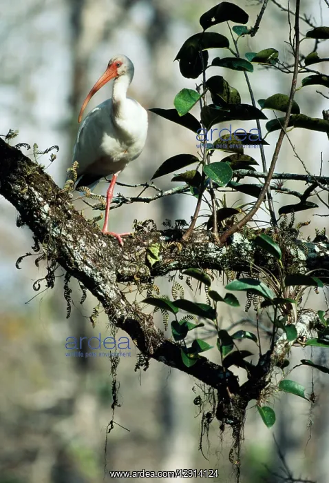: White IBIS - standing on one leg : White IBIS - standing on one leg