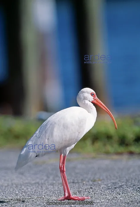: White IBIS - standing on path : White IBIS - standing on path