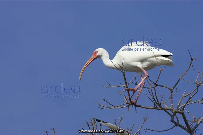 : White Ibis - in tree : White Ibis - in tree