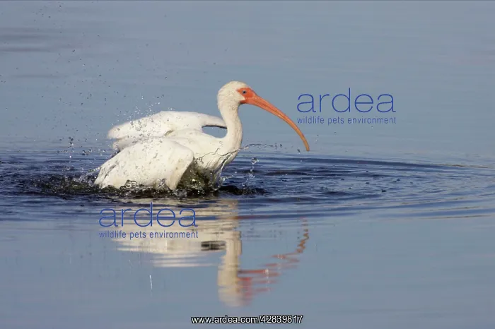 : White Ibis - washing : White Ibis - washing