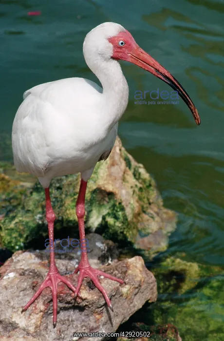 : White IBIS - at water : White IBIS - at water