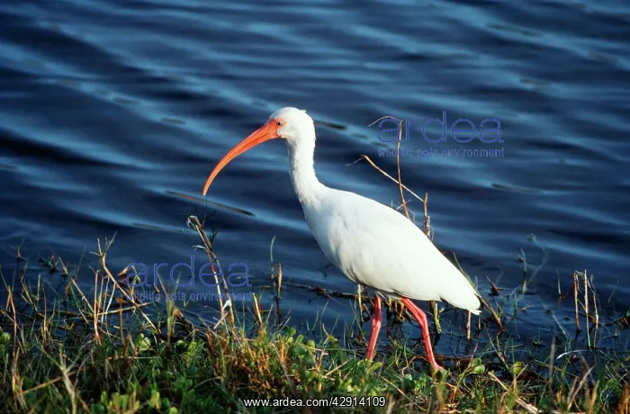 : White Ibis - at waters edge : White Ibis - at waters edge